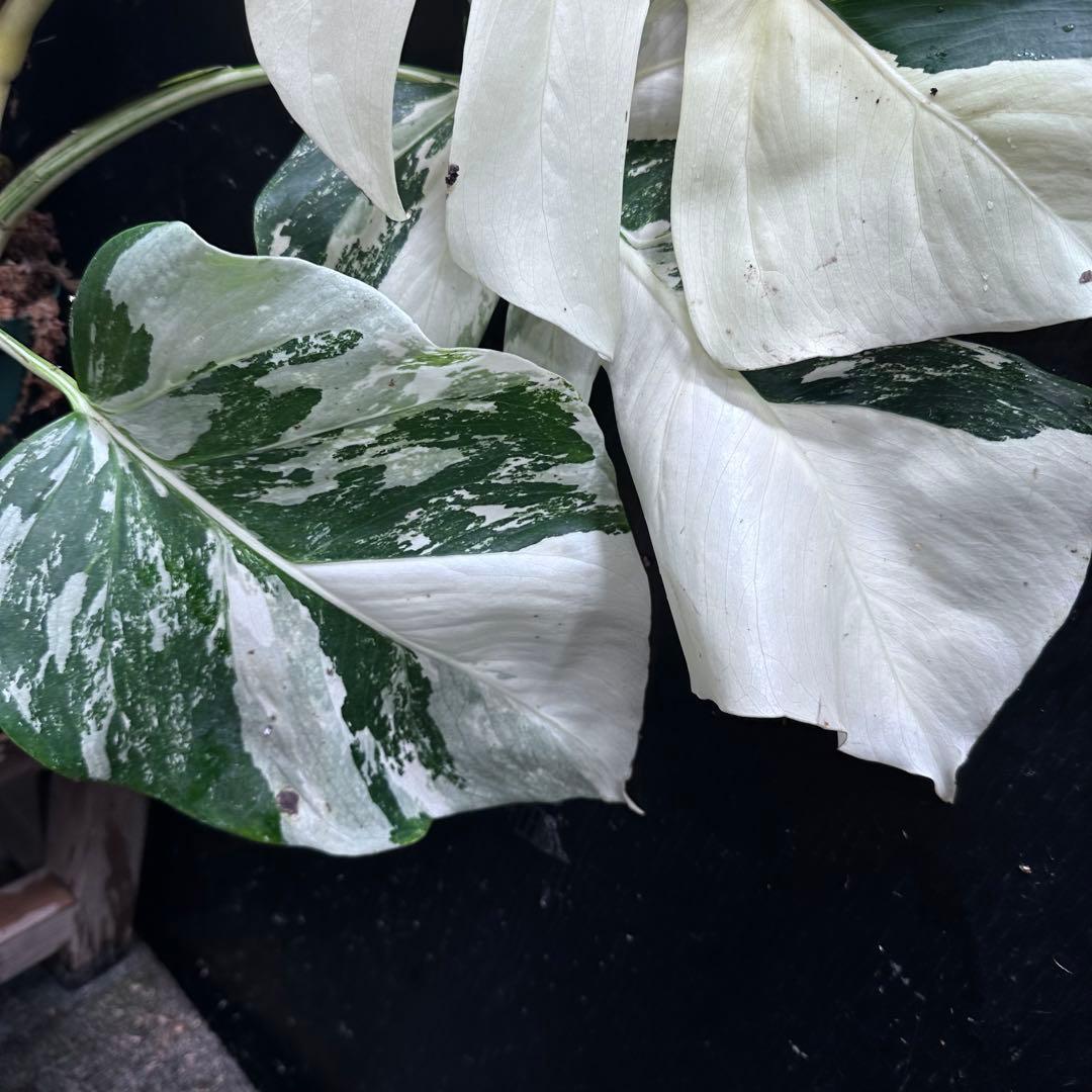 m*@様 斑入りモンステラ ホワイトタイガー極美大株55cm白斑多
