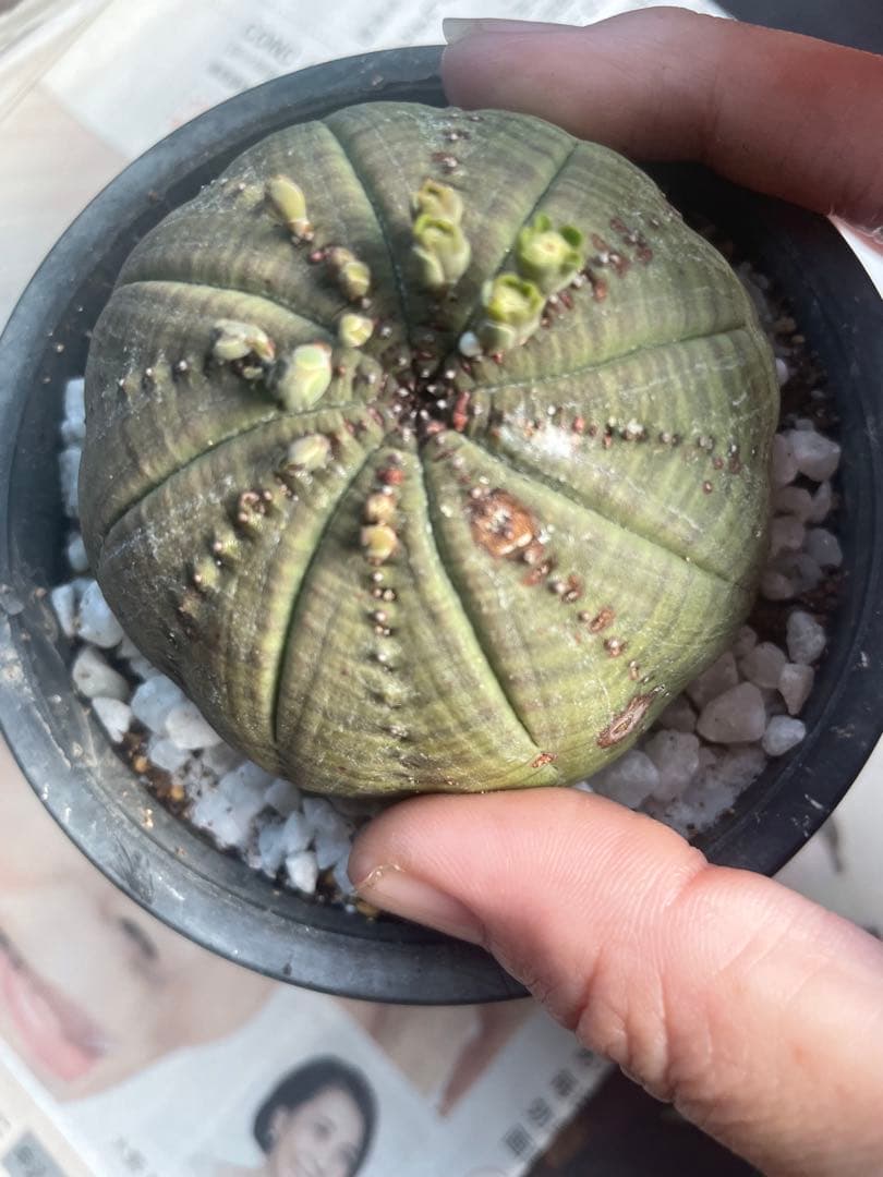 テ*ド様 シンメトリカ 良株渦 4号サイズ ➕傷あり4号2個セット