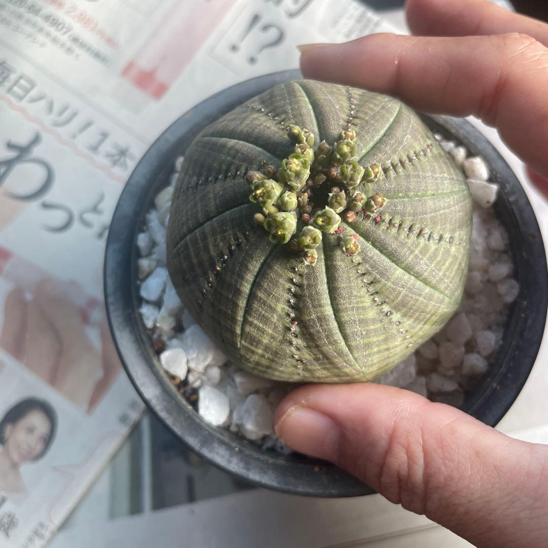 テ*ド様 シンメトリカ 良株渦 4号サイズ ➕傷あり4号2個セット