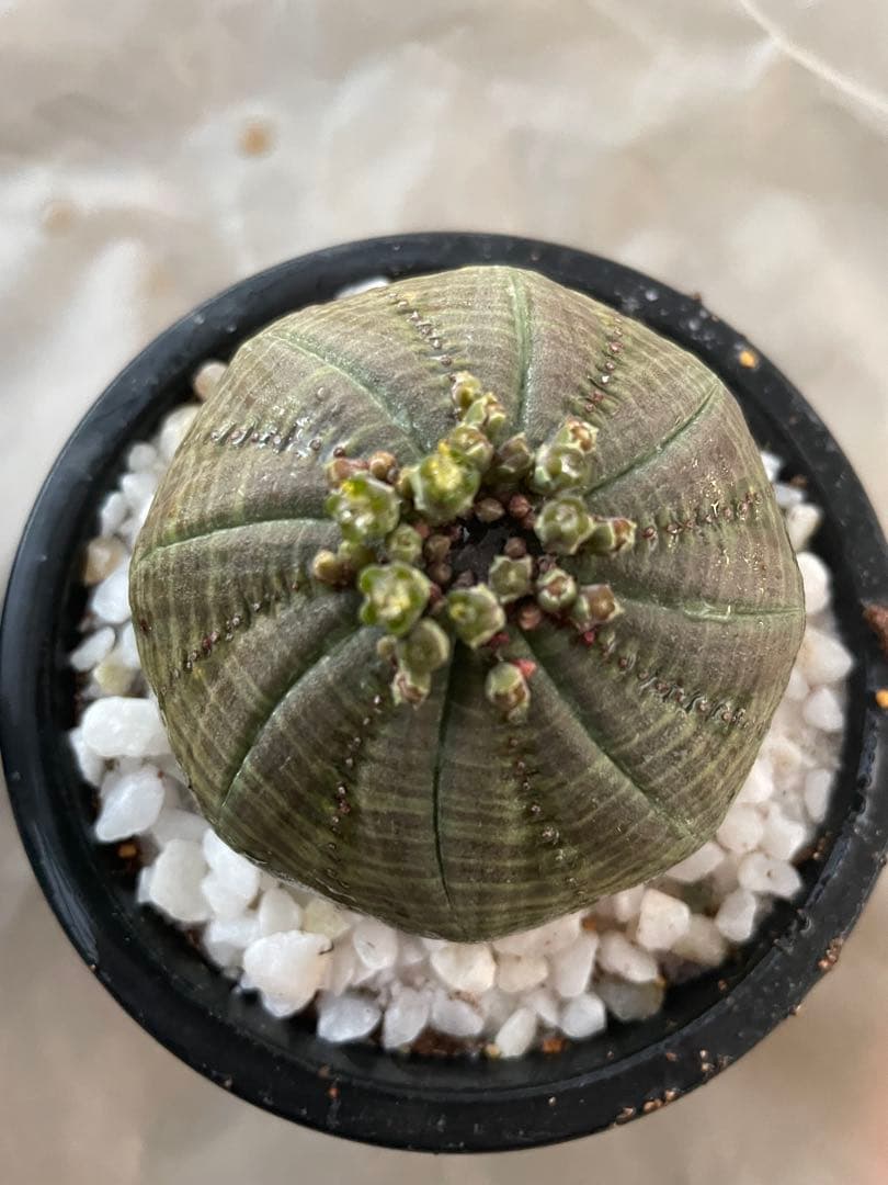 テ*ド様 シンメトリカ 良株渦 4号サイズ ➕傷あり4号2個セット