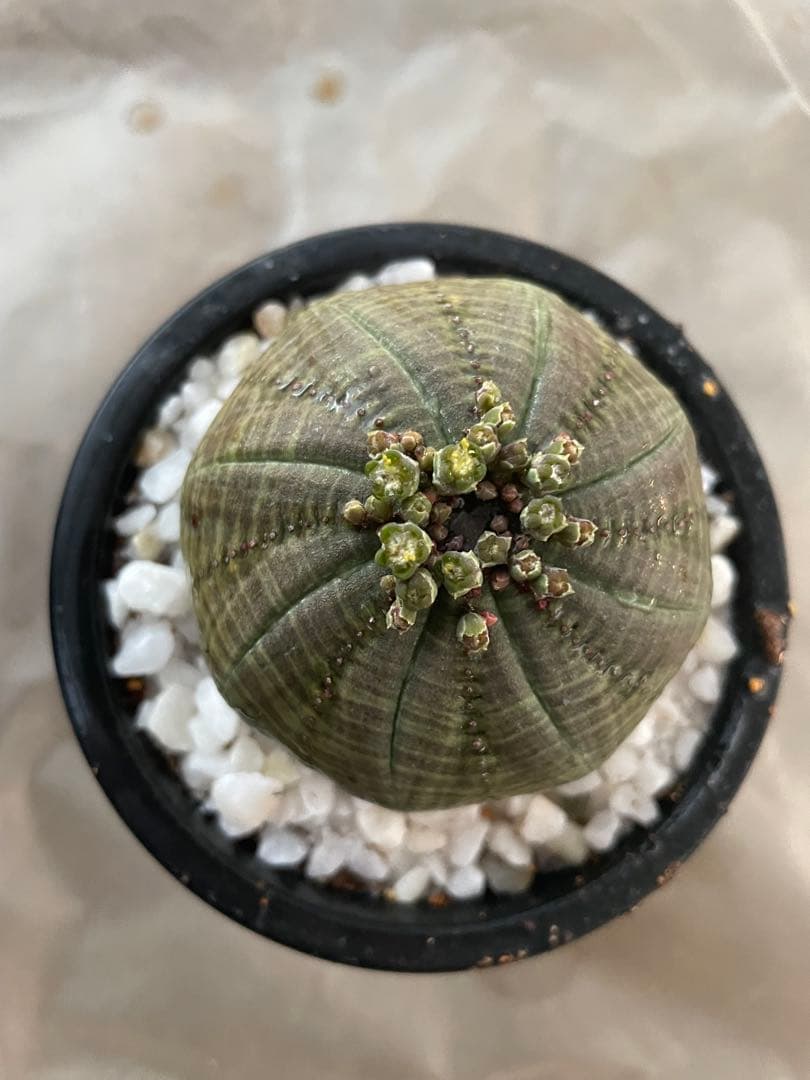 テ*ド様 シンメトリカ 良株渦 4号サイズ ➕傷あり4号2個セット