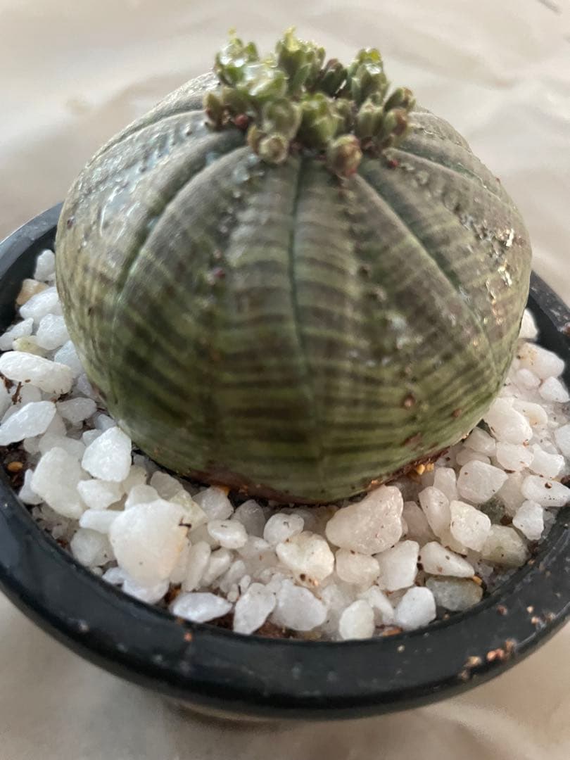 テ*ド様 シンメトリカ 良株渦 4号サイズ ➕傷あり4号2個セット