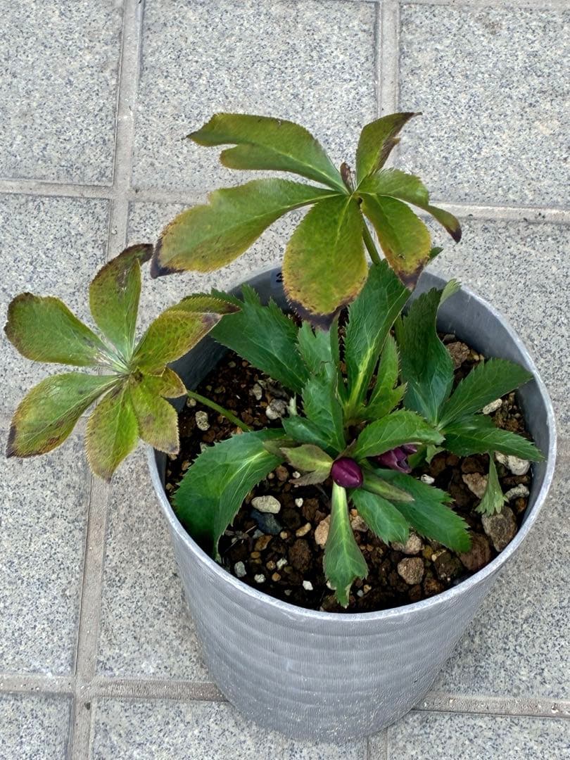 の*ん様 ☘️蕾付き☘️3368⭐️ダーク　クレオパトラ⭐️広瀬園芸⭐️