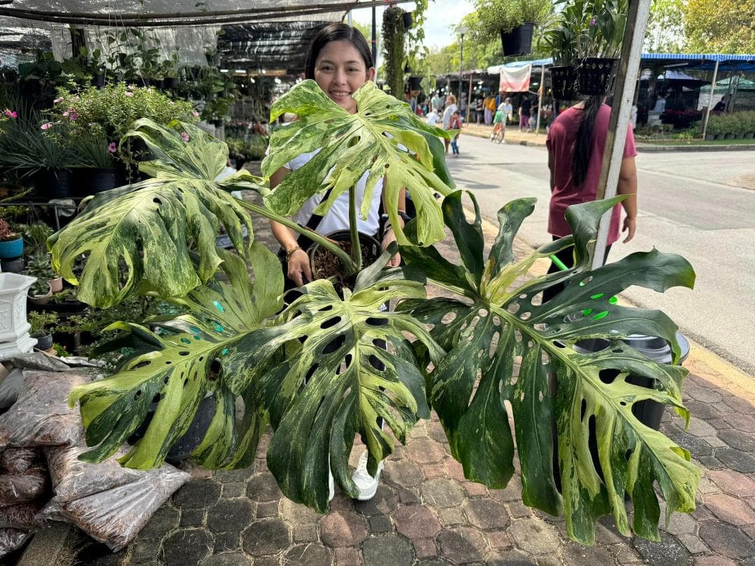 TC☆モンステラ デリシオーサ オーシャンミント バリエガータ 組織培養