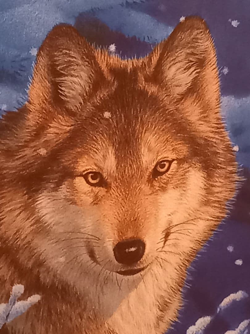 a*3様 ジョウナイトウ　オオカミ　ウルフ　　直筆サイン入り　狼　限定　95％オ