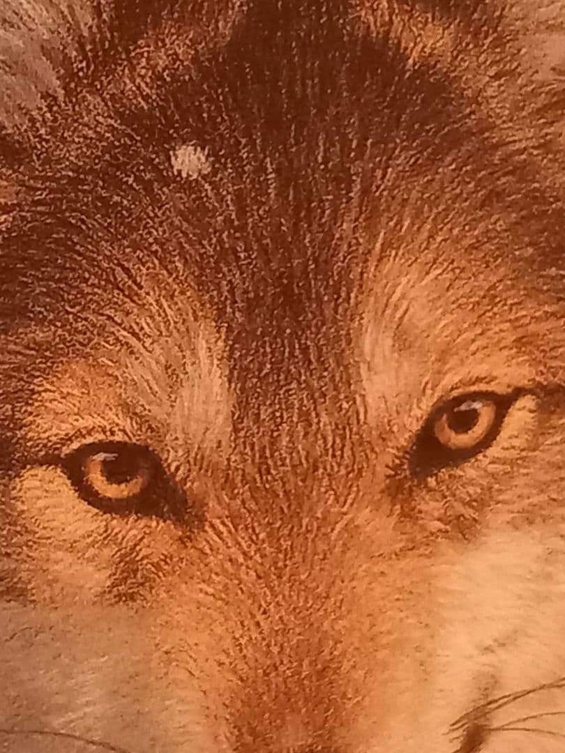 a*3様 ジョウナイトウ　オオカミ　ウルフ　　直筆サイン入り　狼　限定　95％オ