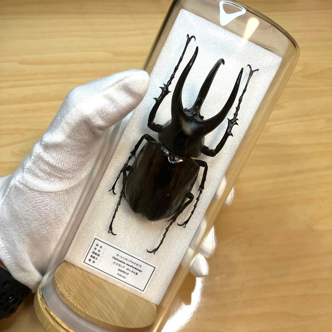 昆虫標本】モーレンカンプオオカブト ガラスケース入り - メルカリ