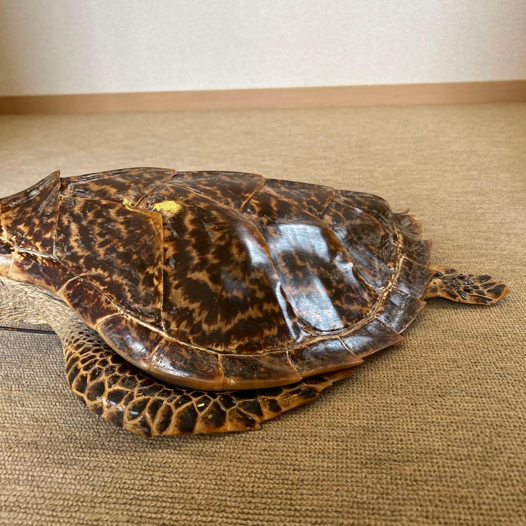 うみがめ タイマイの剥製 国際希少野生動植物登録票有り - メルカリ