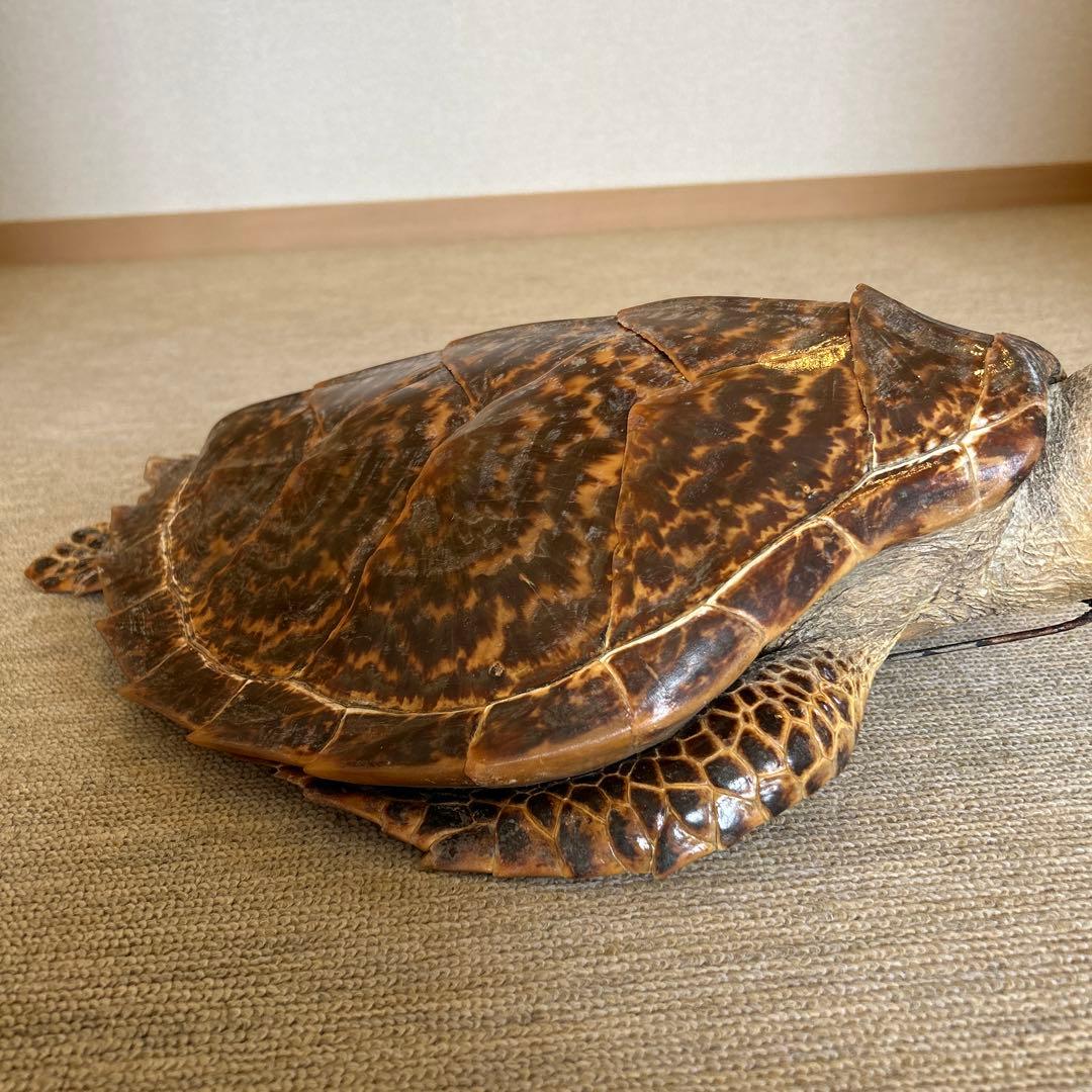 うみがめ タイマイの剥製 国際希少野生動植物登録票有り - メルカリ