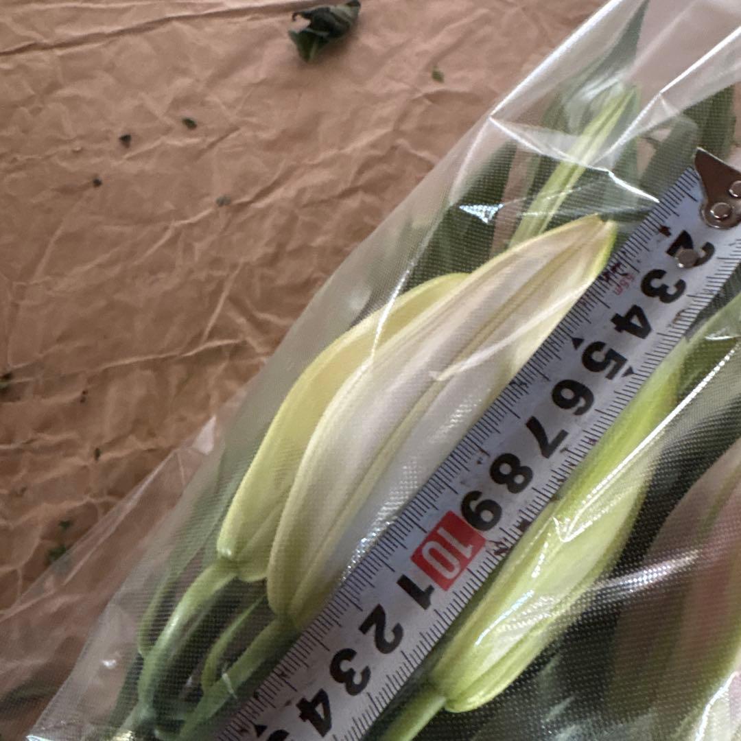 ミニーマウス5 同梱ピンク色百合10本 白百合3〜5輪咲き10本プレミアム