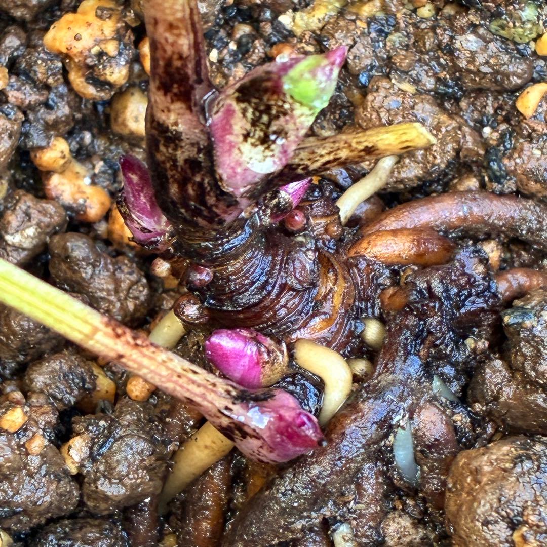 め*ん様 ❤️根充実❤️⭐️超⭐️沢山新芽❤️764⭐️極上 ⭐️極上発色⭐️芳