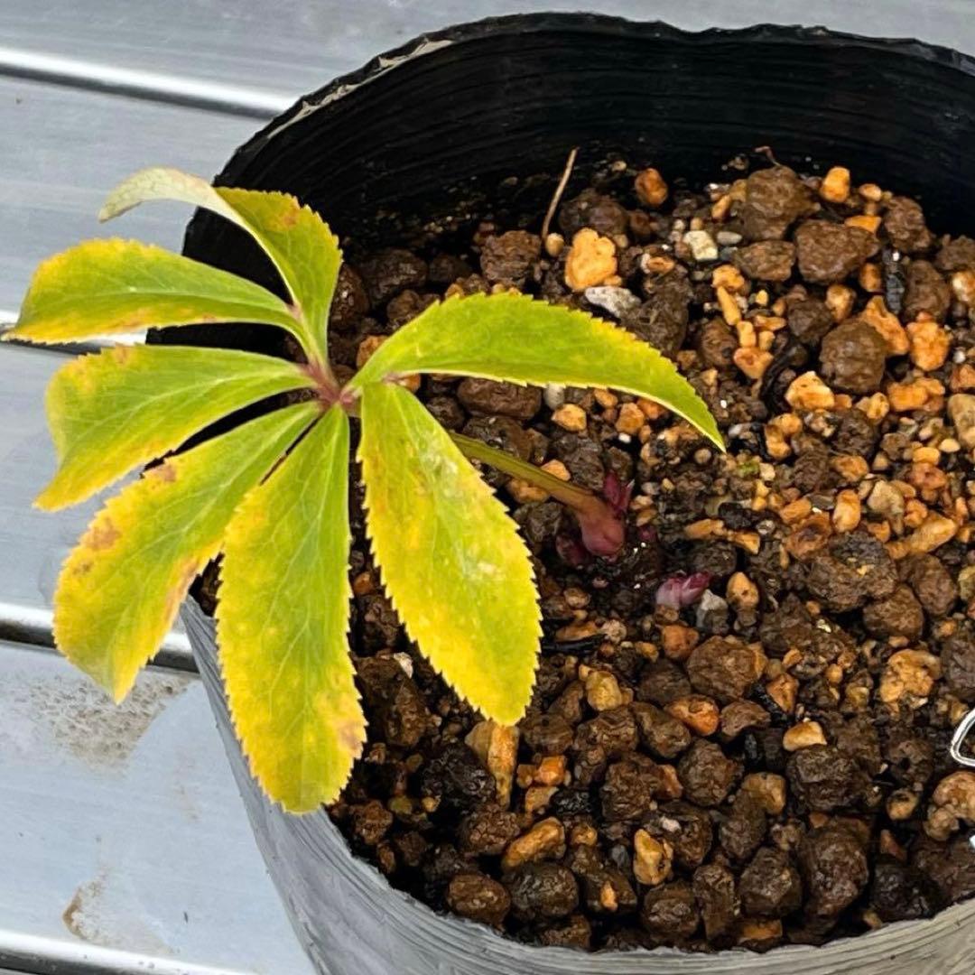 め*ん様 ❤️根充実❤️⭐️超⭐️沢山新芽❤️764⭐️極上 ⭐️極上発色⭐️芳