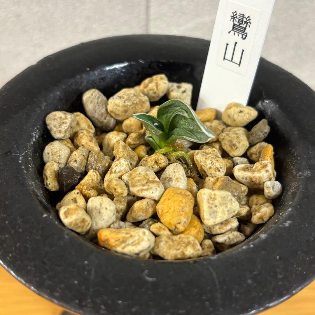 万年青　鸞山　羅紗系　金文字　芋吹き　おもと　鉢付き