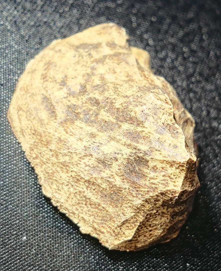 ベトナムフエ産 伽羅 沈水