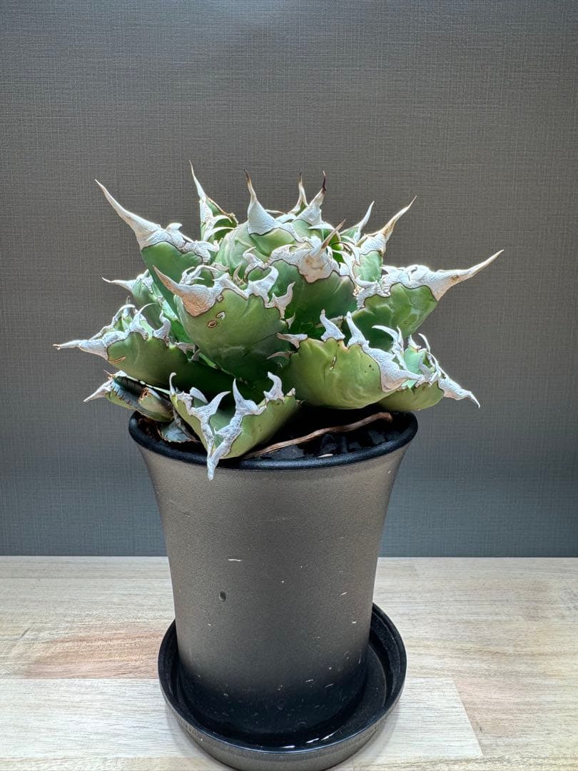 【親株】アガベ　チタノタ　 狂刺夕映