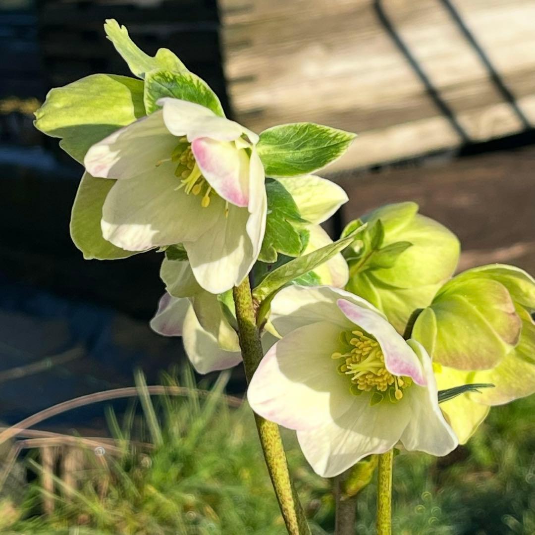 u*0様 ☘️蕾付☘️タグ付⭐️3389⭐️ASHWOODIENSIS⭐️BRI