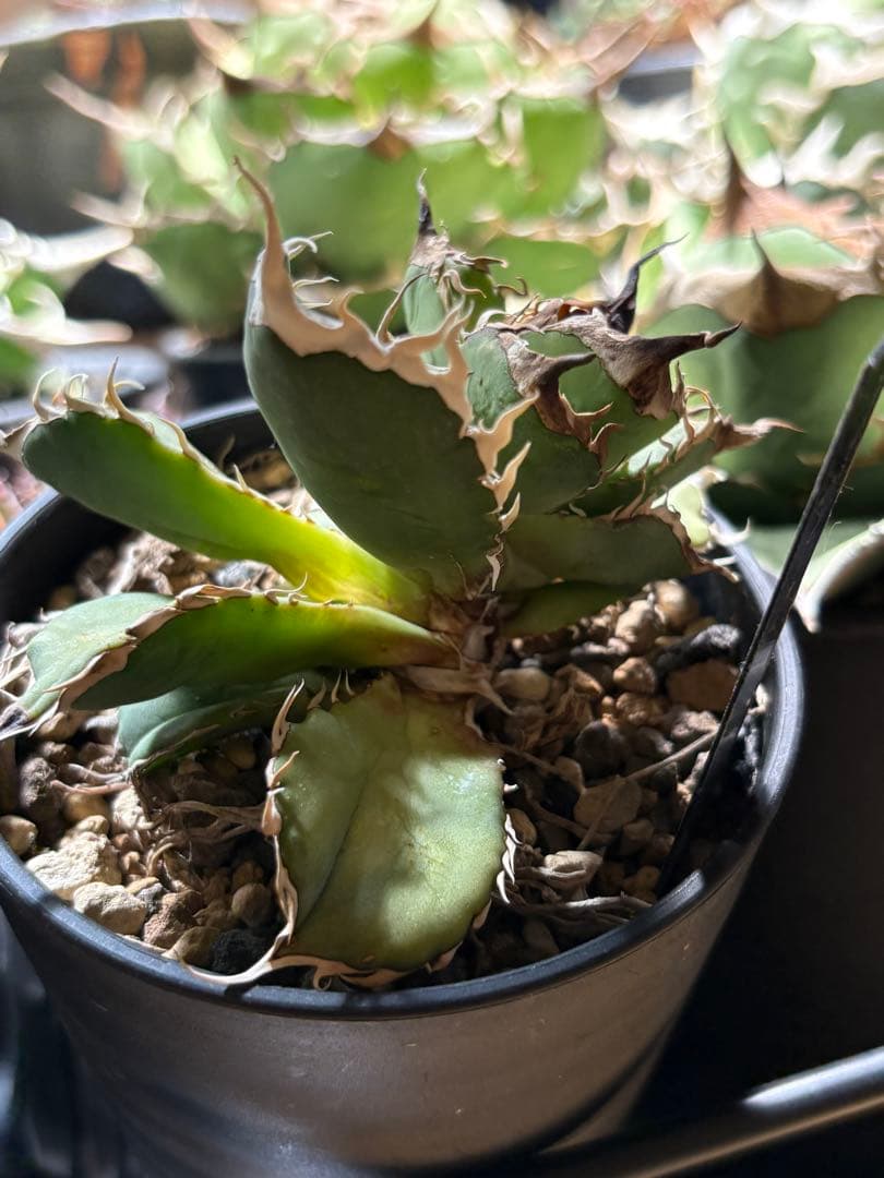 R*様 アガベ デッドヒート DEADHEAT アガベ ロウルサンコ（実生 レジ