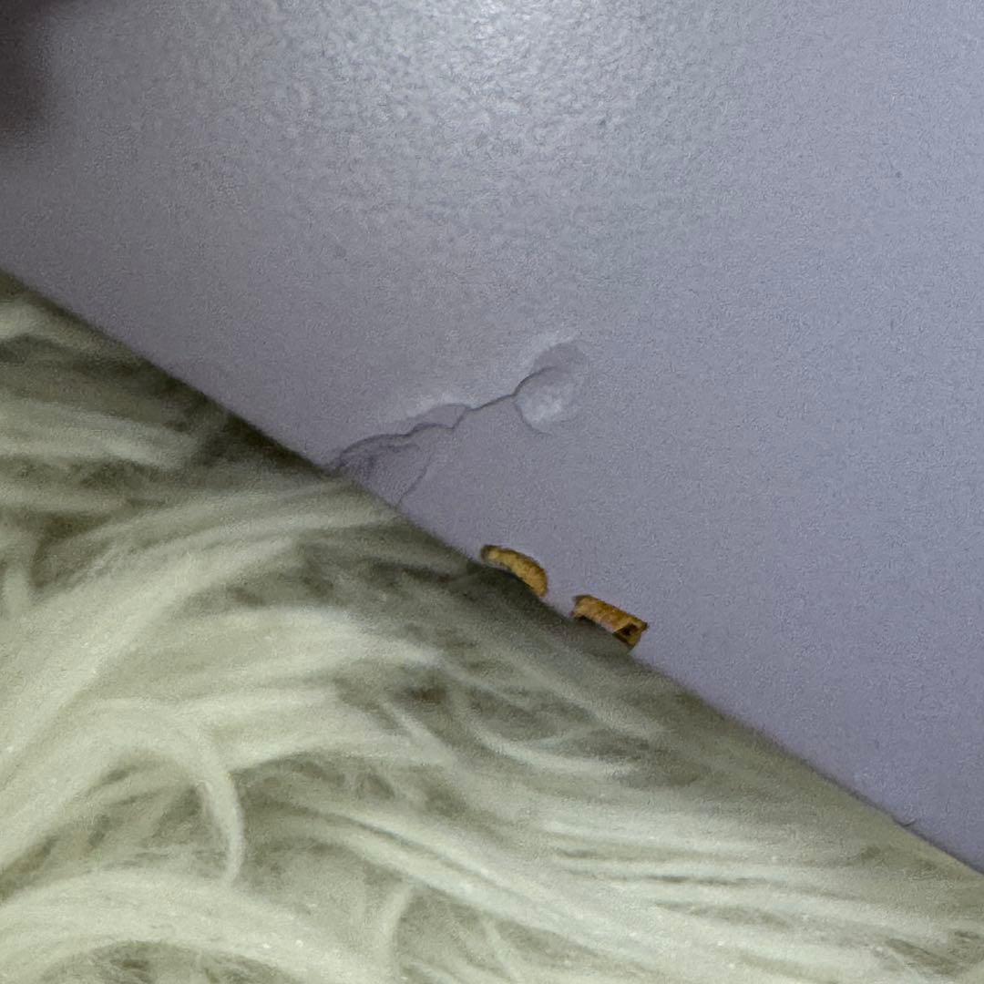 超軽量 パステルハープ パープル 15弦 ケース付き グレースハープ