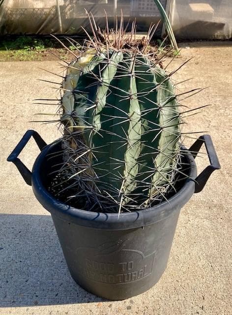 サボテン【巨鷲玉錦・斑入り】自社交配/実生/蔵出し1個限定/現品