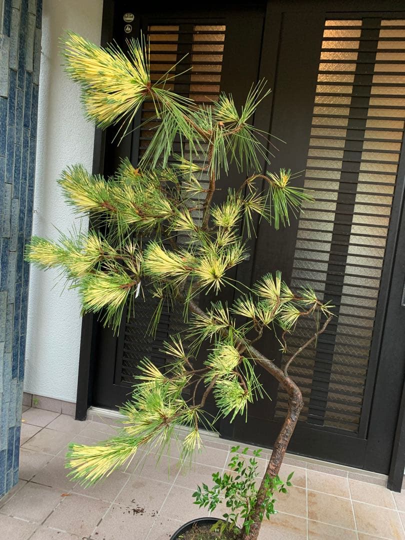 取り引き限定）希少 蛇の目 五葉松 斑入り 花火 花吹雪