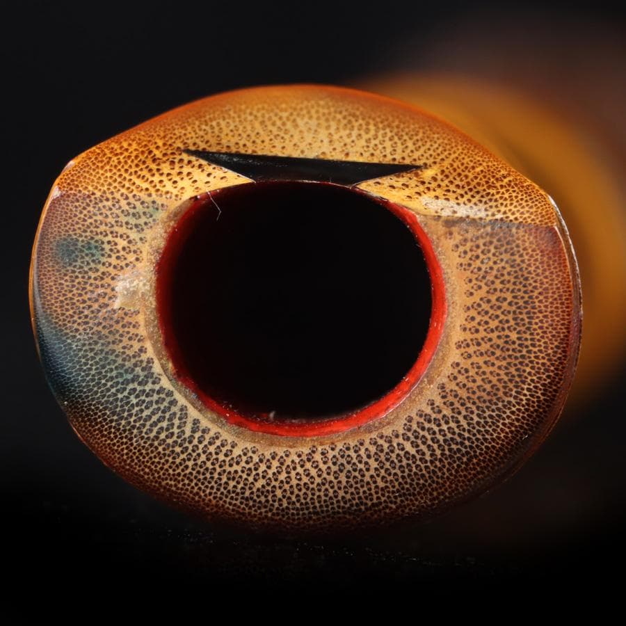 Y3273-3 琴古流 尺八 隆風銘 銀三線 全長48㎝ 竹製 EE - メルカリ