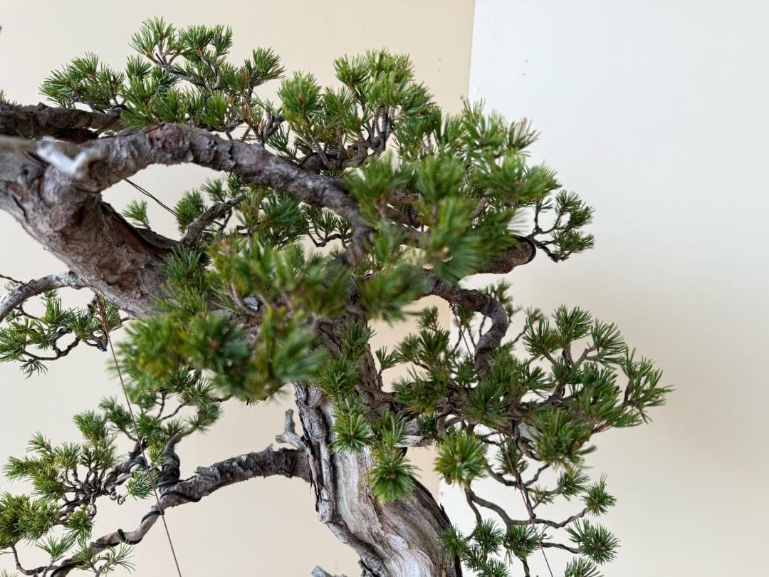 貴重・五葉松《瑞祥》太幹・サバ幹・葉性抜群・短葉！