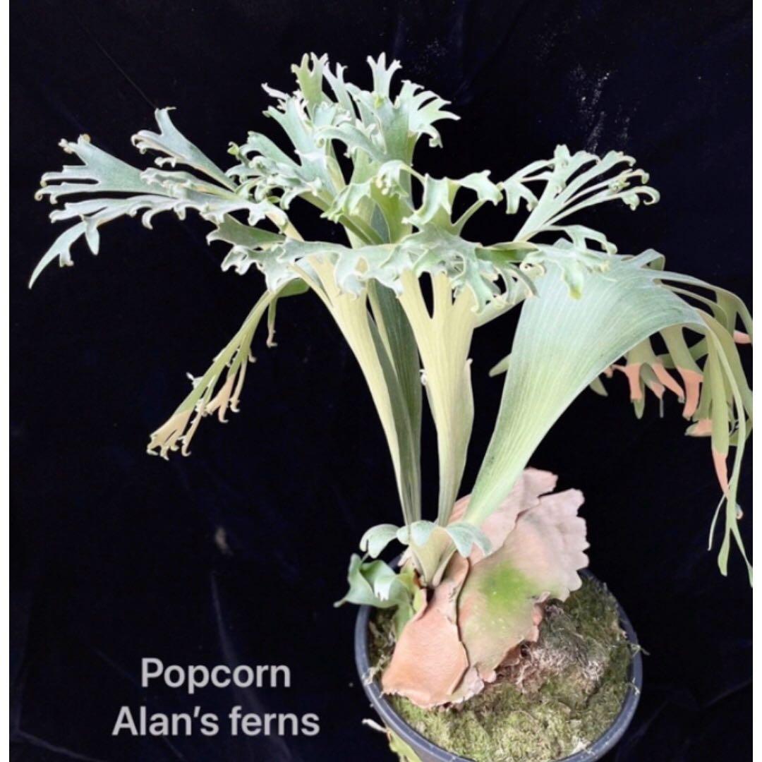 P. bifurcatum Popcorn ポップコーン 爆米花 ビカクシダ - メルカリ