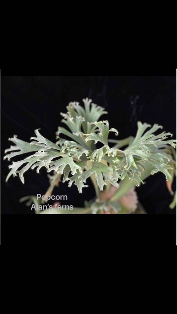 P. bifurcatum Popcorn ポップコーン 爆米花 ビカクシダ - メルカリ