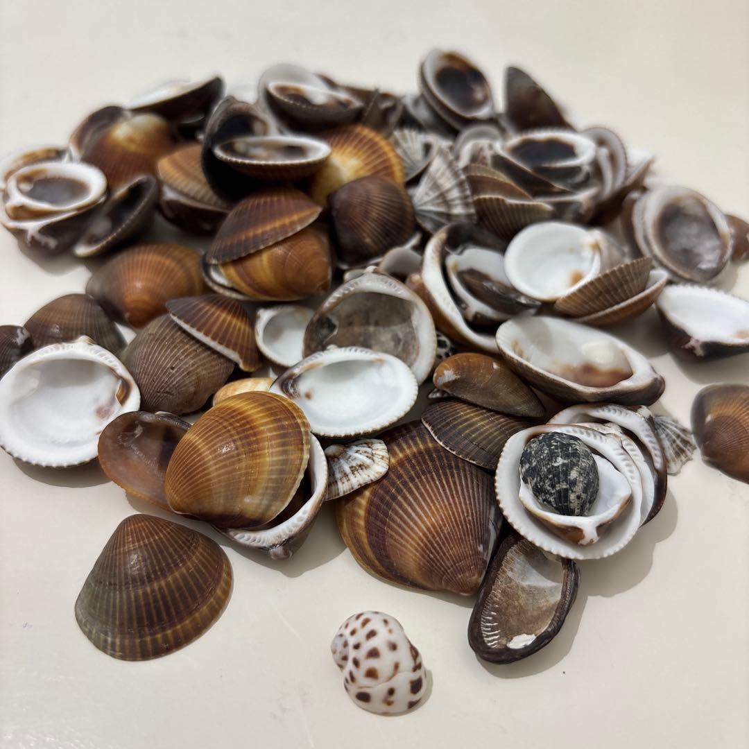 貝殻 約270g 様々なサイズ - メルカリ