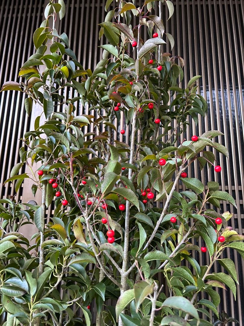 ソヨゴ　希少な雌雄混植株　実が一株でなりやすい 樹形もきれいなお品