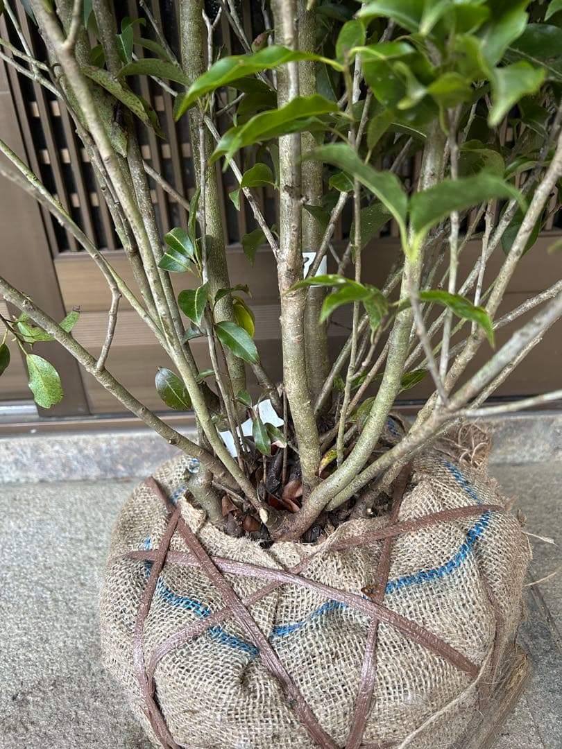 ソヨゴ　希少な雌雄混植株　実が一株でなりやすい 樹形もきれいなお品