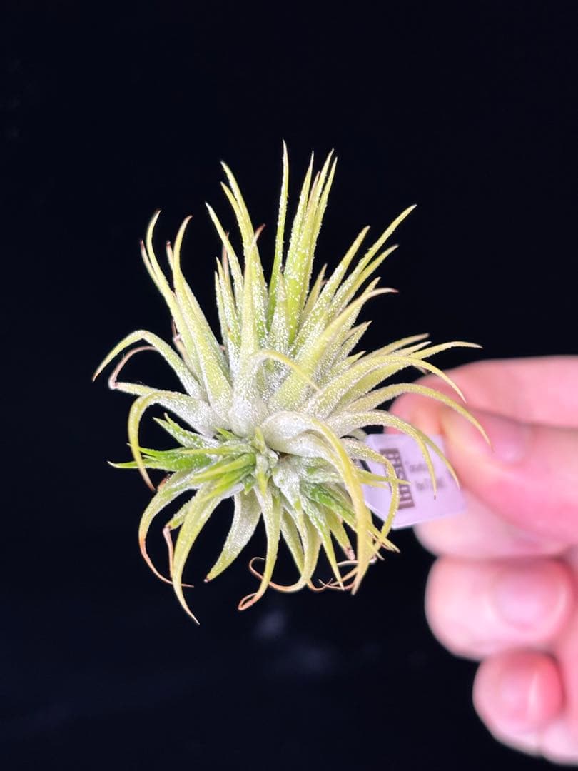 Tillandsia ionantha'Star' from TI - メルカリ