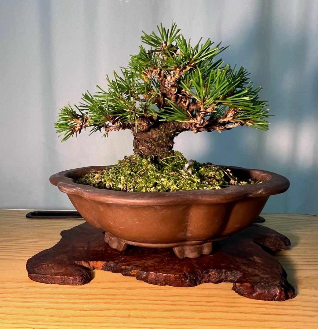 黒松　将来有望　小さくて足元太いです‼︎