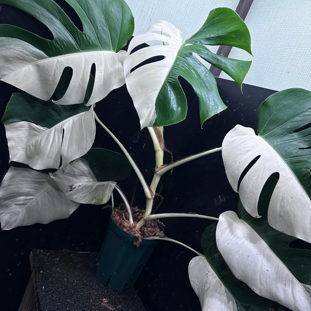 万*e様 モンステラ斑入りハーフムーンホワイトタイガー極美斑入り73cmレア