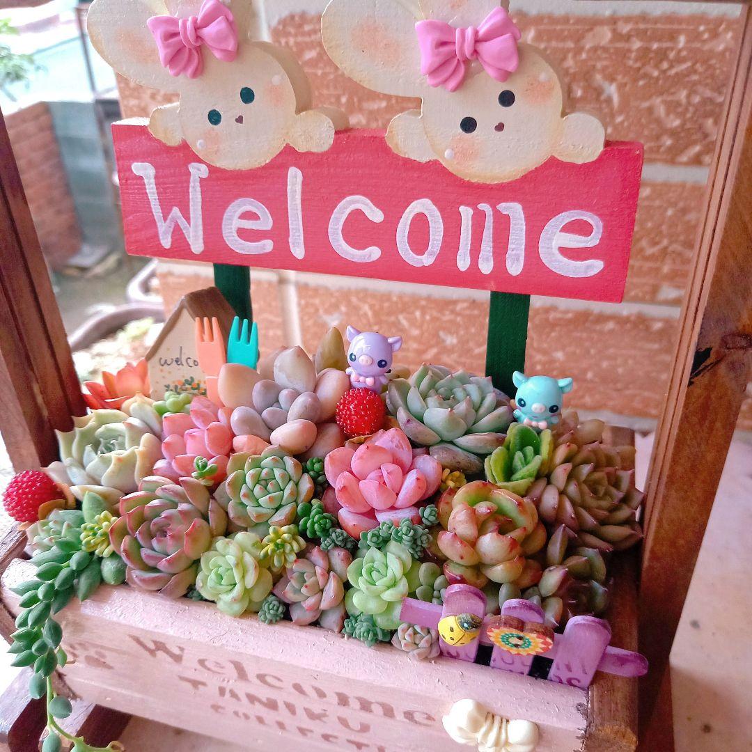 ❤️専用❤️多肉植物❤️そのまま飾れる寄せ植え❤️