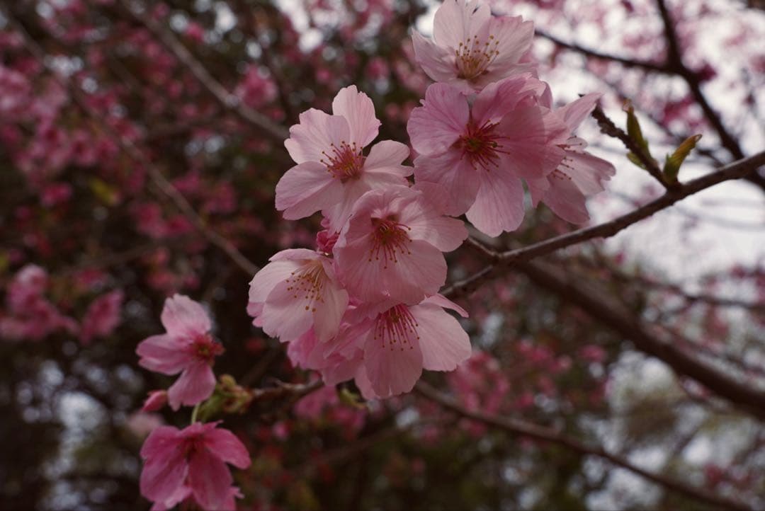 SIGMA 18-50mm F2.8 DC DN レンズ