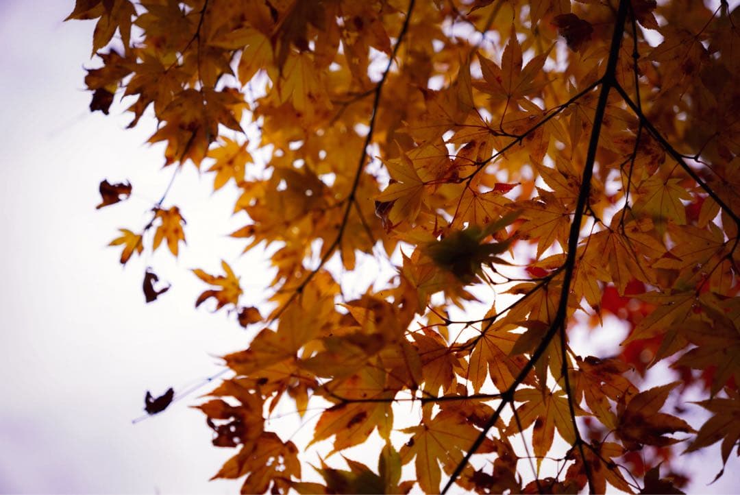 SIGMA 18-50mm F2.8 DC DN レンズ