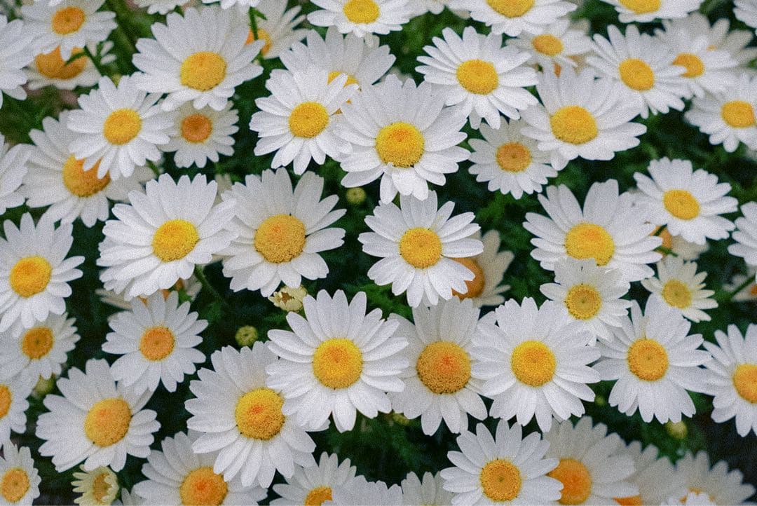 SIGMA 18-50mm F2.8 DC DN レンズ