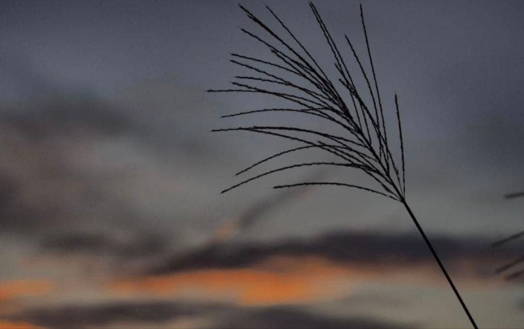 動作確認済！OLYMPUS OM−D E−M10 Mark 2