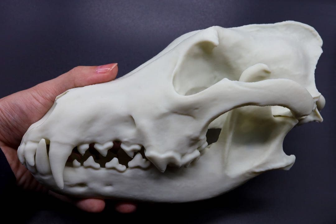 タイリクオオカミ原寸大頭骨模型 - メルカリ