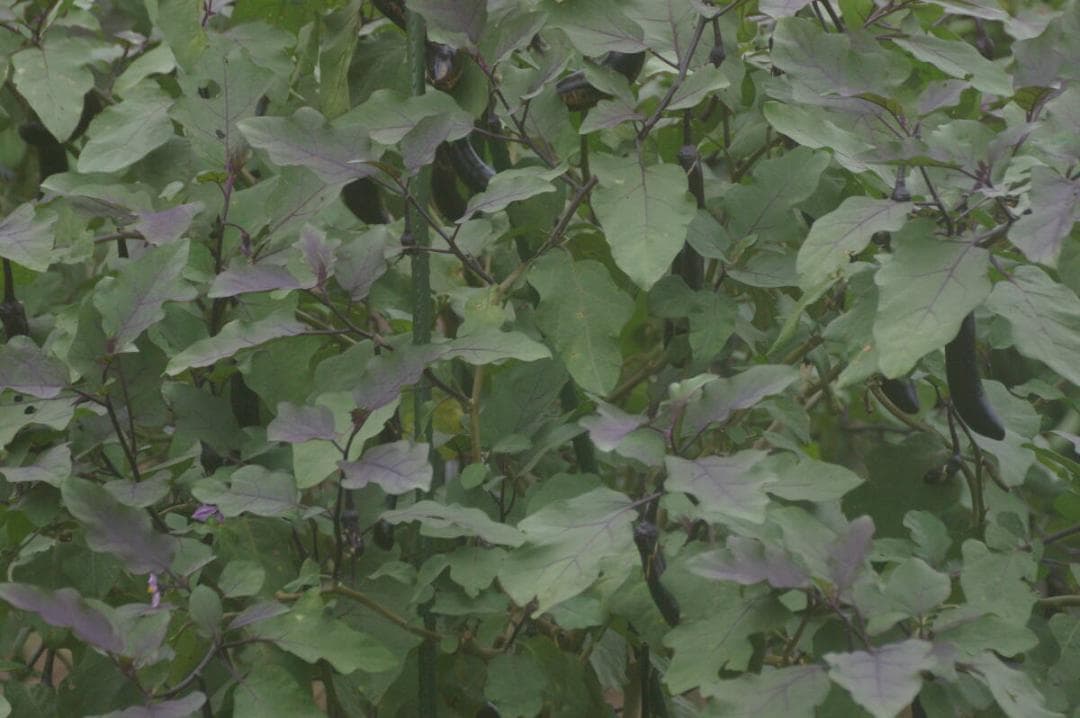 ★作画有ります★シグマ ペンタックス用 170-500mm APO #492