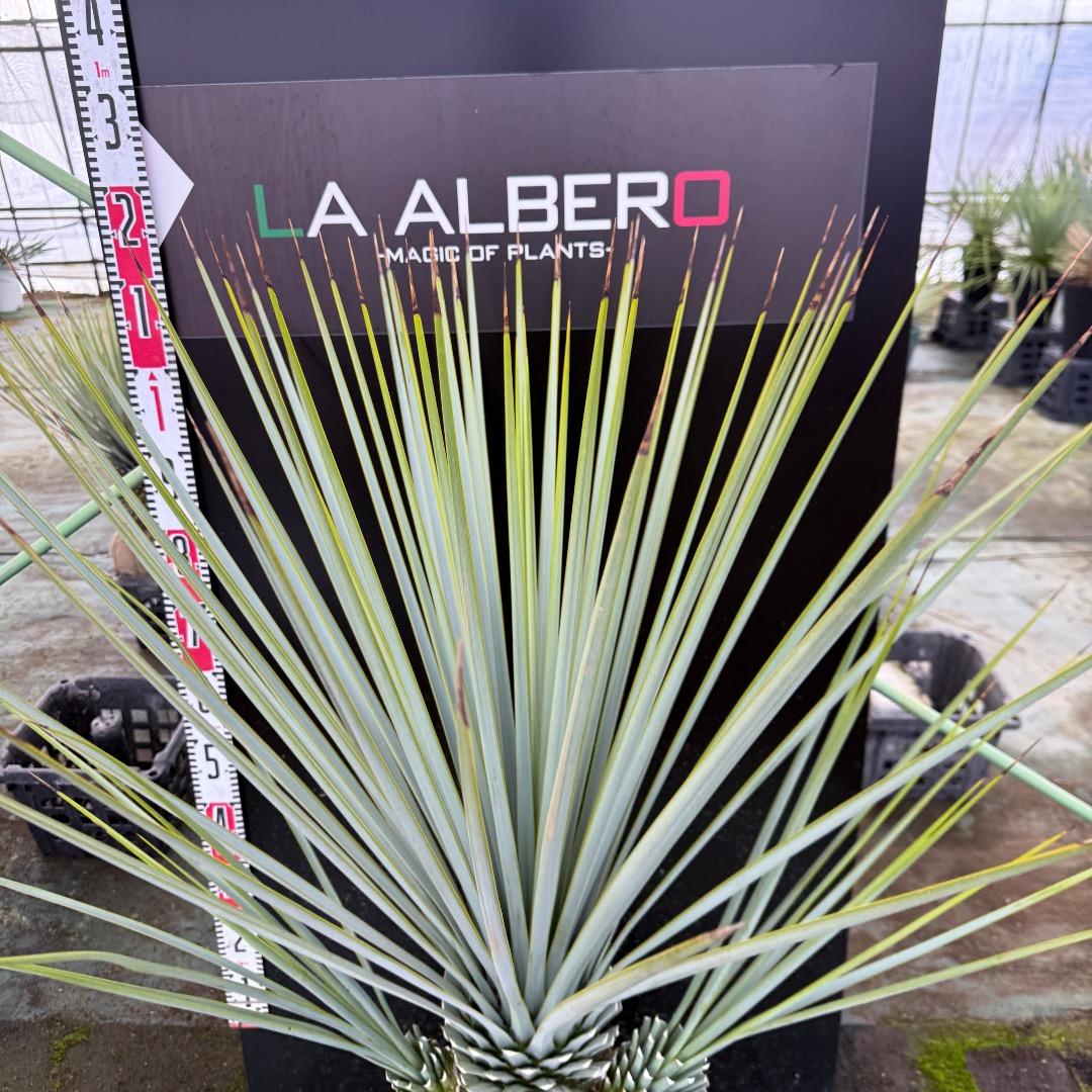 H*U様 【AL1122】ユッカ　リギダ　超希少トリプルヘッド