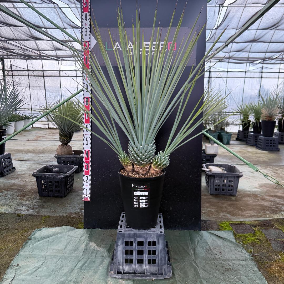 H*U様 【AL1122】ユッカ　リギダ　超希少トリプルヘッド