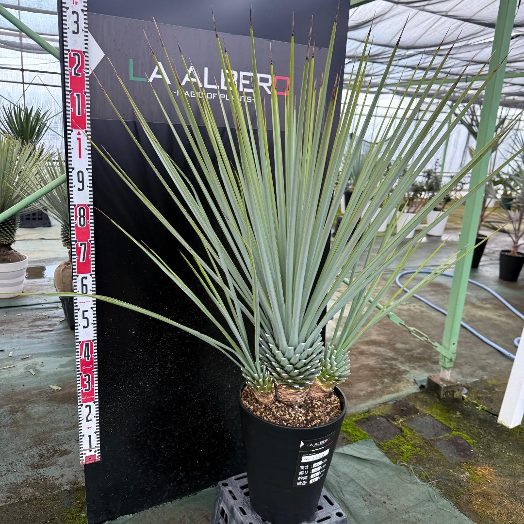 H*U様 【AL1122】ユッカ　リギダ　超希少トリプルヘッド