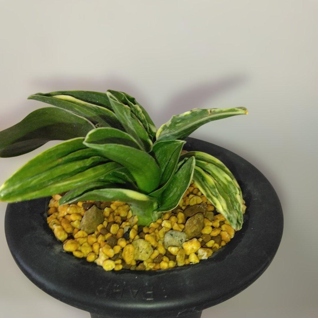 万年青〔力和〕子付