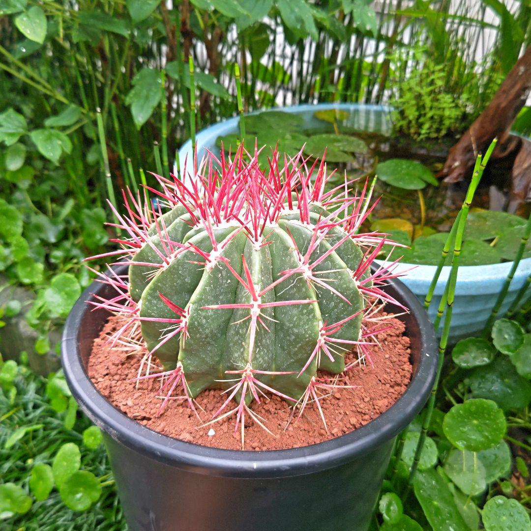 サボテン 赤鳳 セキホウ 8号 希少品 ビッグサイズ 本物 観葉植物