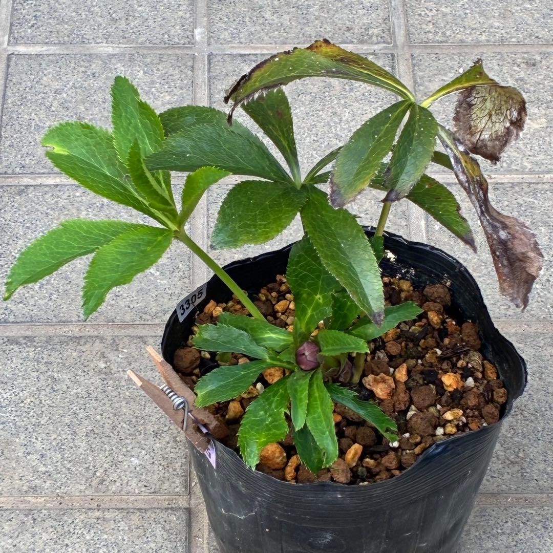 の*ん様 ☘️蕾付き☘️3305⭐️小輪⭐️超多弁⭐️アンティークカラー⭐️広瀬