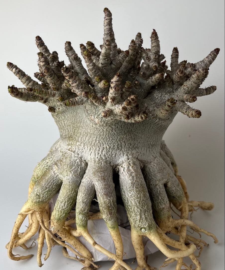 極美/ドワーフ/超極太 】アデニウム アラビカム ゴジ タコ足仕立て ②