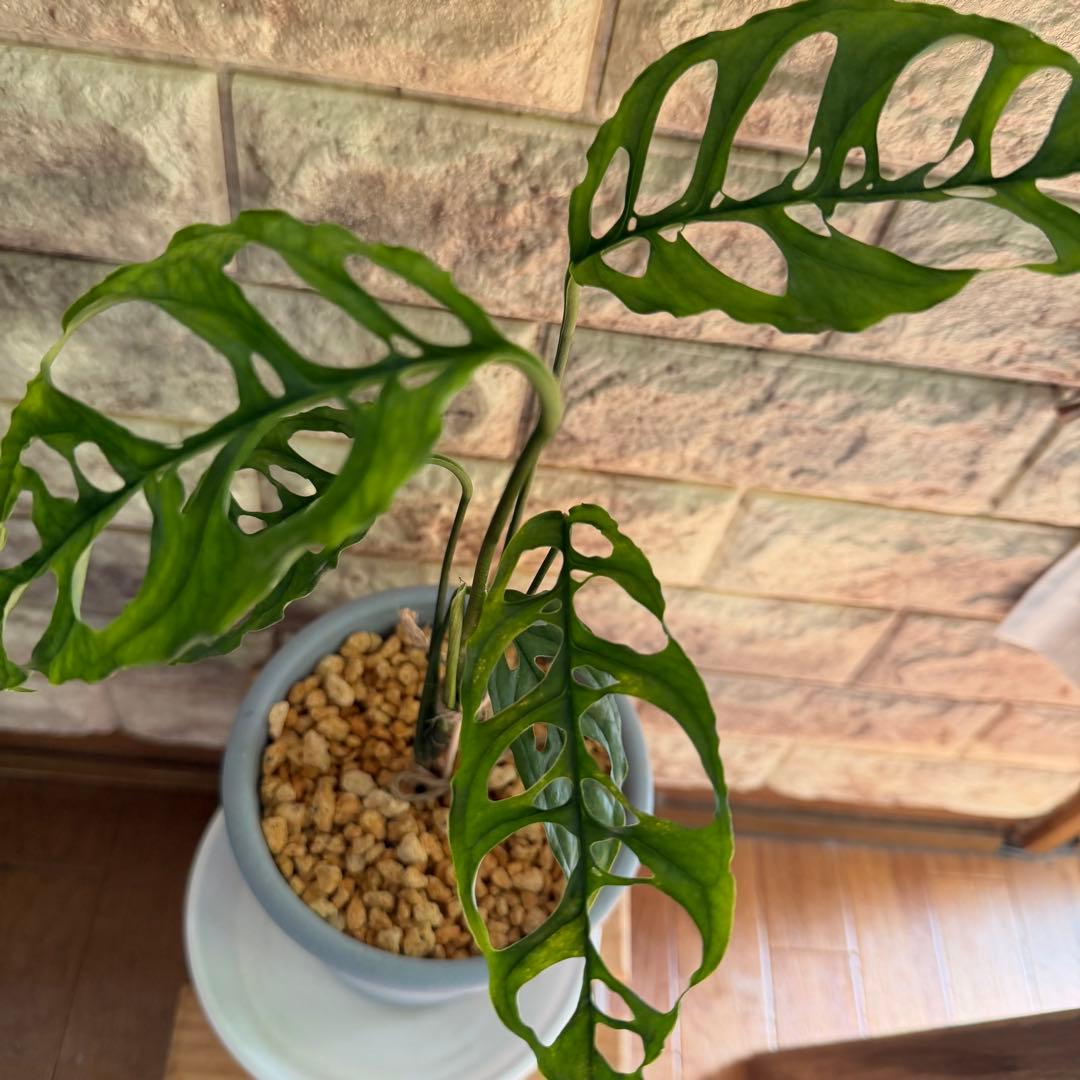 モンステラ オブリクア ペルー　5号鉢