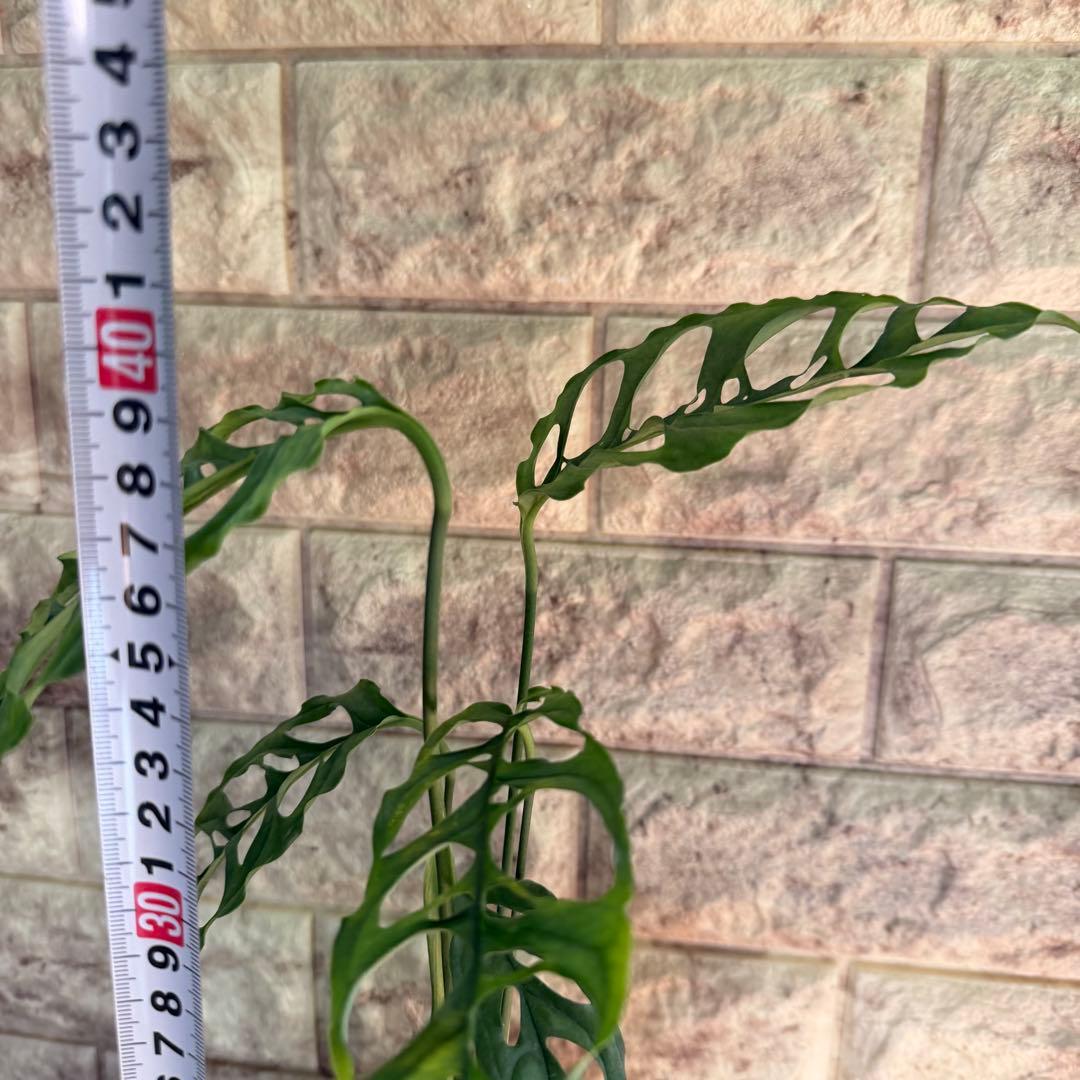 モンステラ オブリクア ペルー　5号鉢